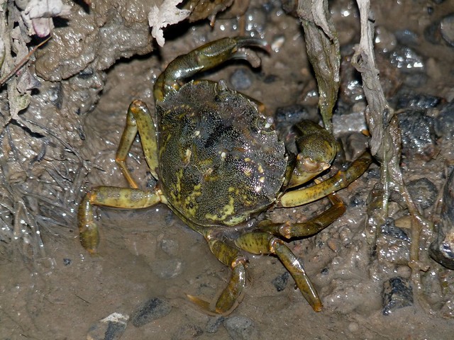 25098 - Crab, Llangennech Marsh