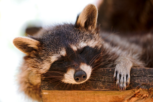 フリー写真素材|動物|哺乳類|アライグマ|寝顔・寝ている|