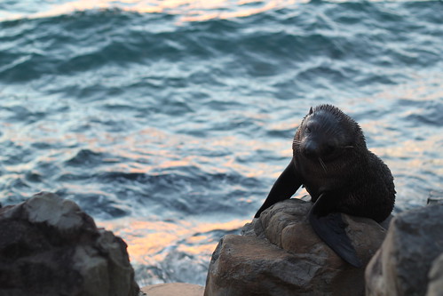 Tuesday: sleepy seal