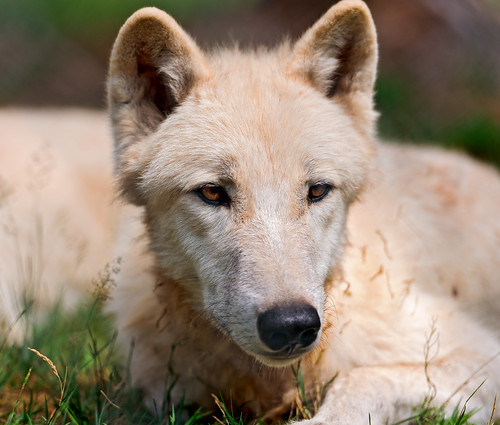 Portrait of an arctic wolf by Tambako the Jaguar