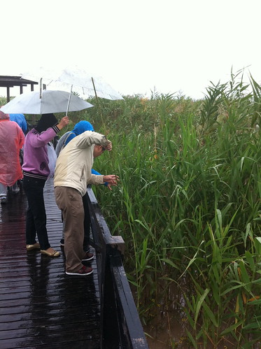 Chongming island - people catching small crabs