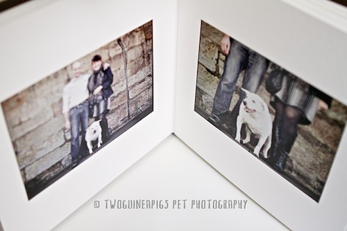 3.twoguineapigs pet photography new product offering, custom pet portraiture