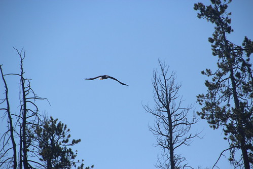 Bald Eagle in the Grand Tetons