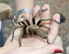 Tarantula Spider-Arizona by Beckwith-Zink (Diane), on Flickr