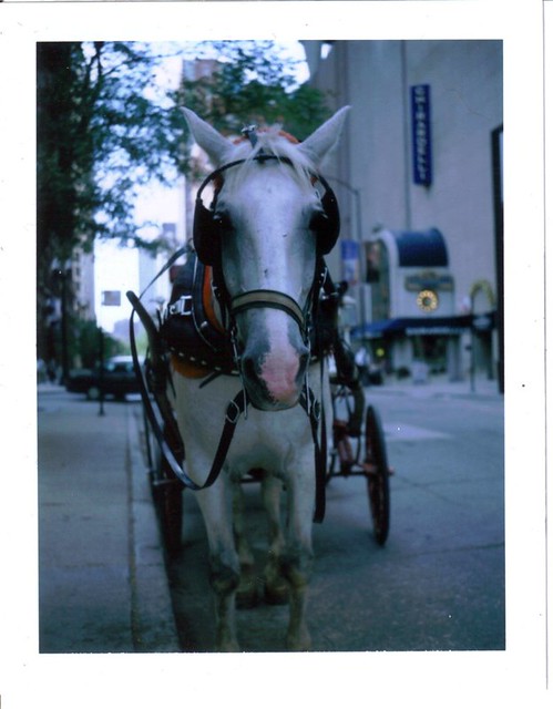 Faith the carriage horse