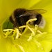 Buzy Bee