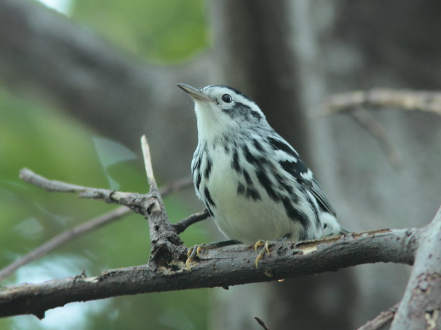 Black-and-White Warbler 5-20110914