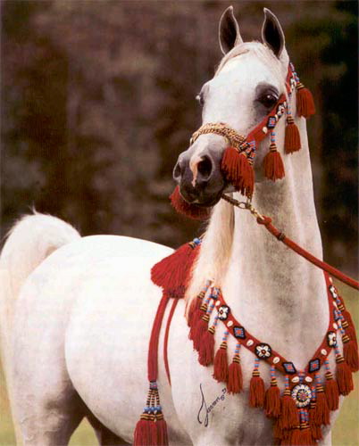 arabian horse tassels