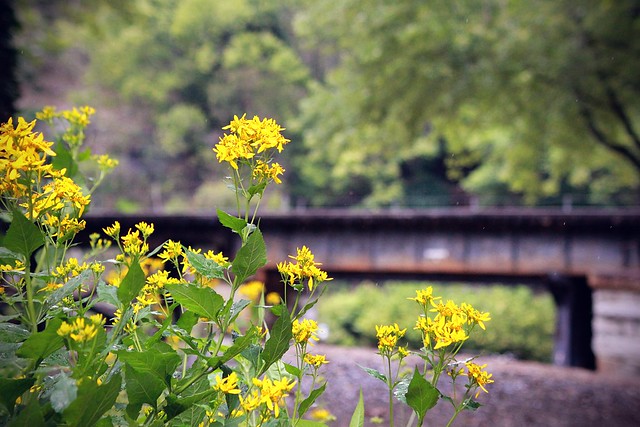 flowers and the c&o railroad