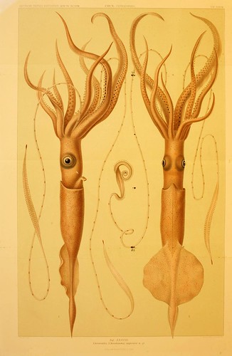 019-Die Cephalopoden 1910- Carl Chun