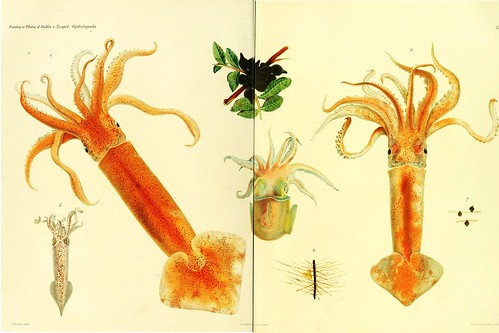 002-I Cefalopodi viventi nel Golfo di Napoli-1896-Giuseppe Jatta