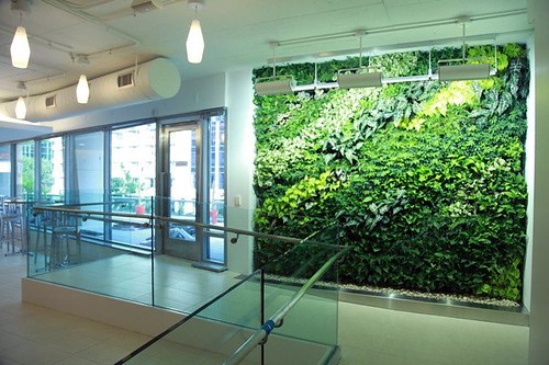 NRDC-DC's green living wall (by: Matt Cohen, courtesy of NRDC)
