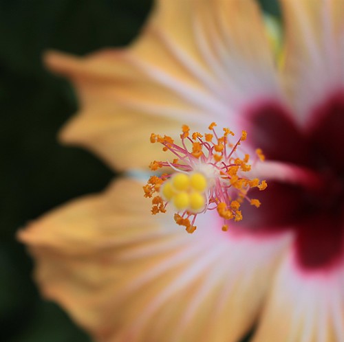 hibiscus ©  OliBac