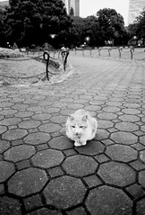 A cat in Hibiya Park.