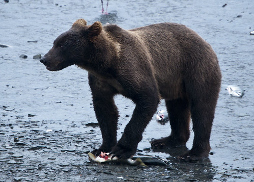 Young brown bear eating salmon