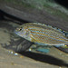 Melanochromis dialeptos Gome