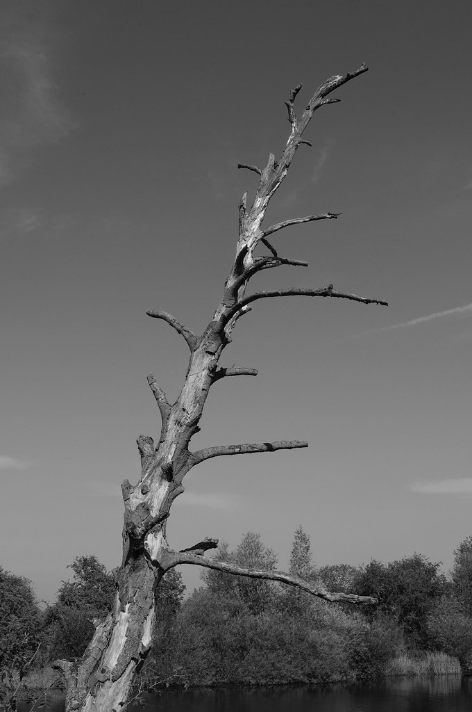 Dead Tree Fulford Reach