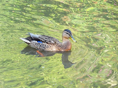 Duck on the canal