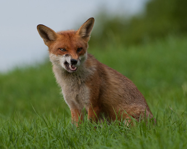 fox mean snarl