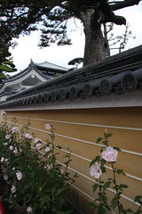 寺の境内 / The temple where the flowers bloom