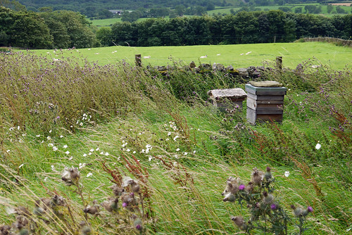Bee Meadow