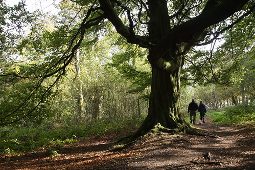 Fred, Diana and Cuddles under a big oak by CharlesFred