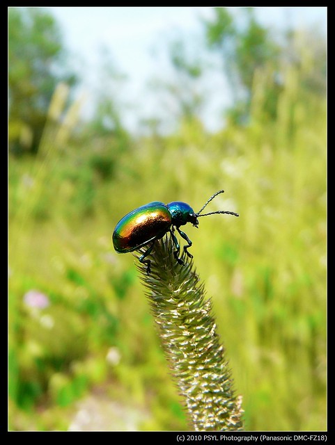  Dogbane Beetle (Chrysochus auratus)