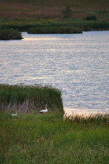 Swans DSC_1265 by Mully410 * Images