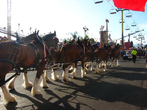 Clydesdale horses 01