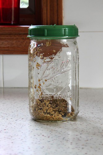 Seed sprouting jar