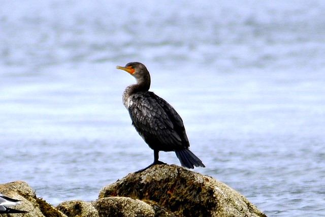 cormorant one 2011