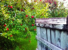 Apples in Granville MA