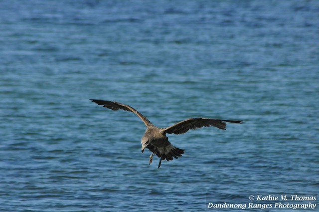 Pacific Gull in flight
