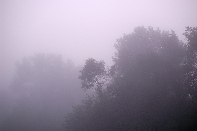 North Riverfront Park, in Saint Louis, Missouri, USA - treetops in fog