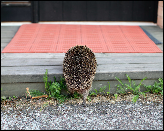 Welcome Mrs Hedgehog