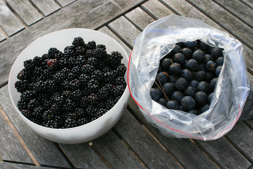 Blackberries and Sloes