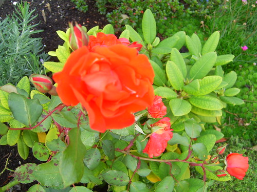 190911 Roses in Garden