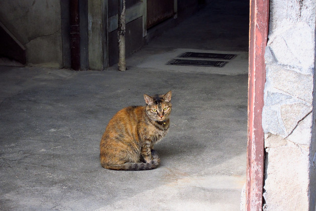 Today's Cat@2011-10-01