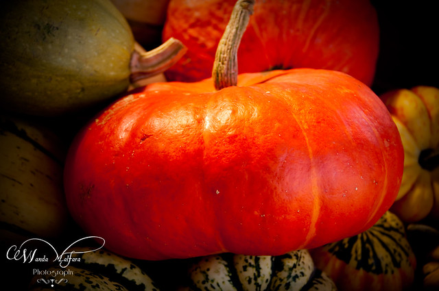 Pumpkins 178 blog