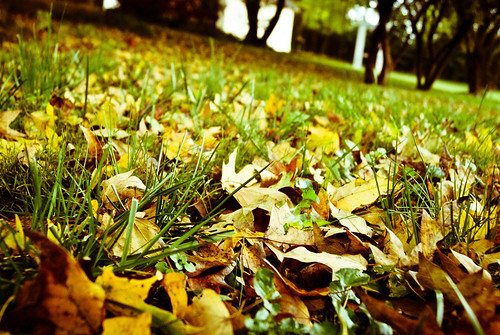 338: Fall leaves, leaves fall