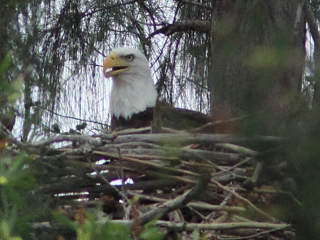 Bald Eagle on nest 2-20111016