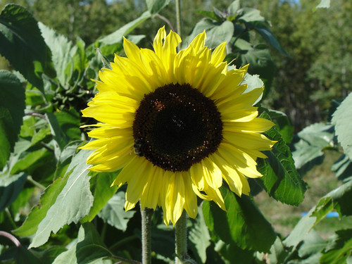 Bee on a large sunflower.