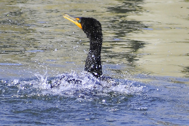 shaking double crested cormorant 3