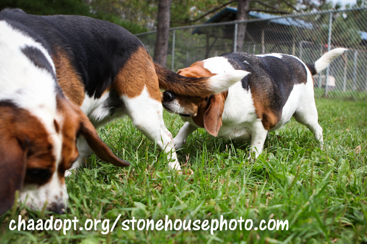 Beagles sniffing butts