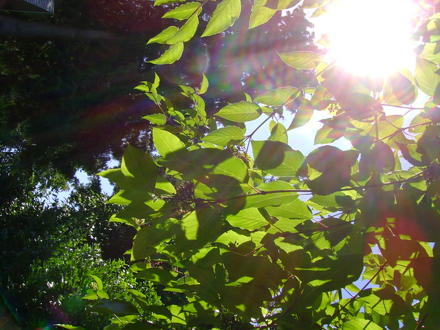 Sunlit leaves