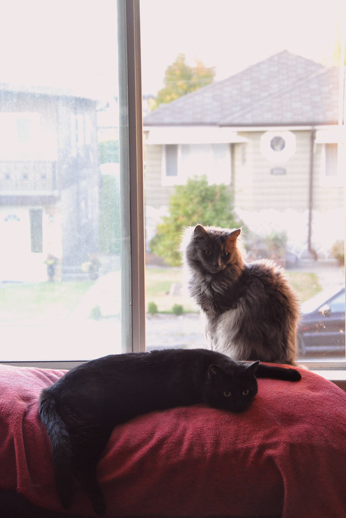 window kittehs