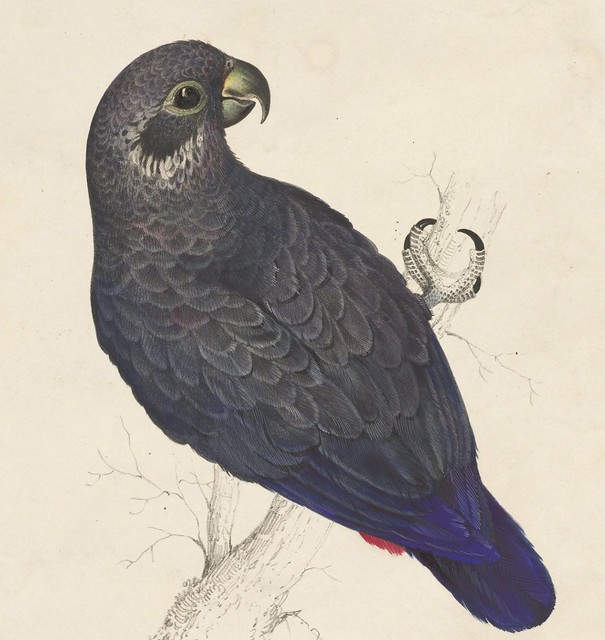 Dark blue parrot, hand-coloured lithograph