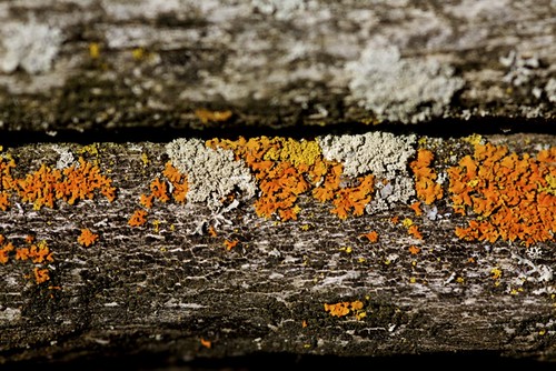 lichen in autumn colours