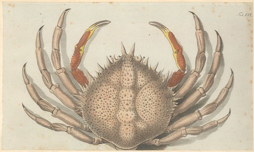 hand-coloured engraving of a crab from the 1700s by jfw herbst
