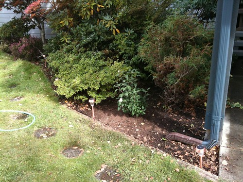 New shrubbery down in front